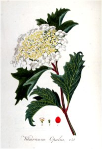 Viburum opulus — Flora Batava — Volume v6