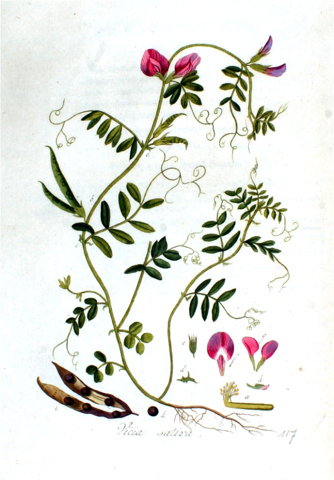 Vicia sativa — Flora Batava — Volume v2