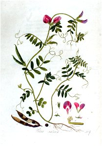 Vicia sativa — Flora Batava — Volume v2