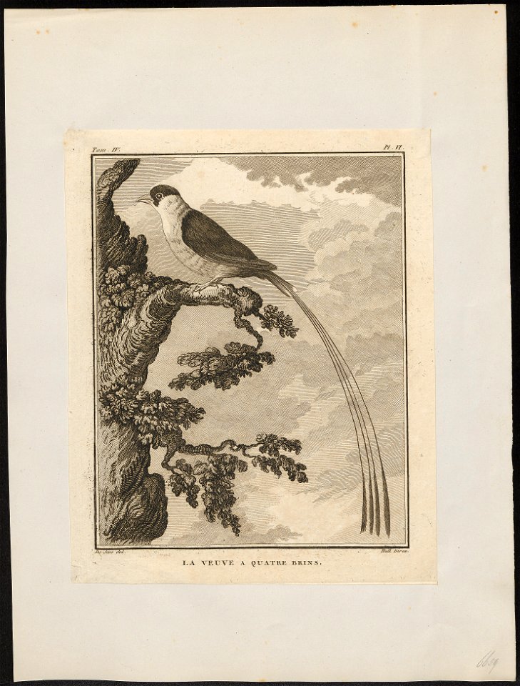 Vidua regia - 1700-1880 - Print - Iconographia Zoologica - Special Collections University of Amsterdam - UBA01 IZ15900095