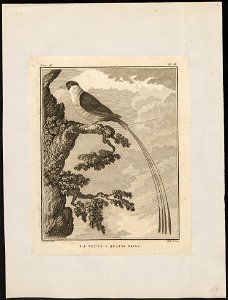 Vidua regia - 1700-1880 - Print - Iconographia Zoologica - Special Collections University of Amsterdam - UBA01 IZ15900095