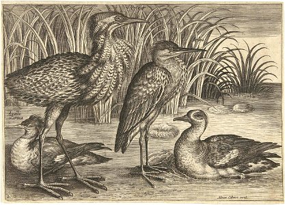 Vier waadvogels langs een oever