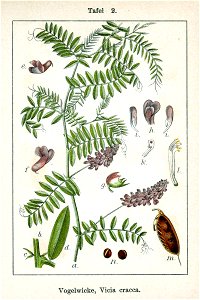 Vicia cracca Sturm2