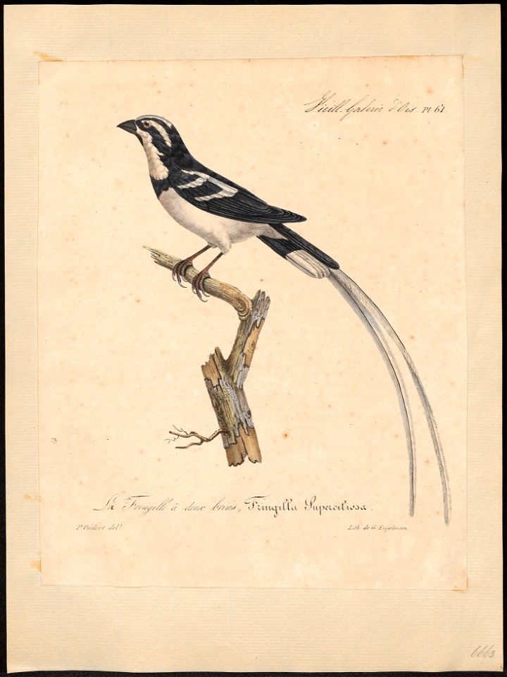 Vidua superciliosa - 1825-1834 - Print - Iconographia Zoologica - Special Collections University of Amsterdam - UBA01 IZ15900097