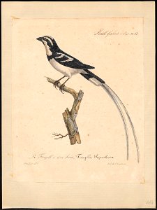 Vidua superciliosa - 1825-1834 - Print - Iconographia Zoologica - Special Collections University of Amsterdam - UBA01 IZ15900097