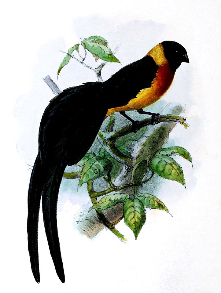 Vidua paradisea 1876