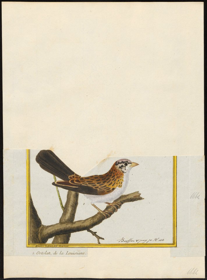 Vidua paradisea - 1700-1880 - Print - Iconographia Zoologica - Special Collections University of Amsterdam - UBA01 IZ15900111