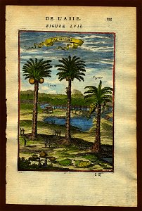 View of palm trees, 1683. Free illustration for personal and commercial use.