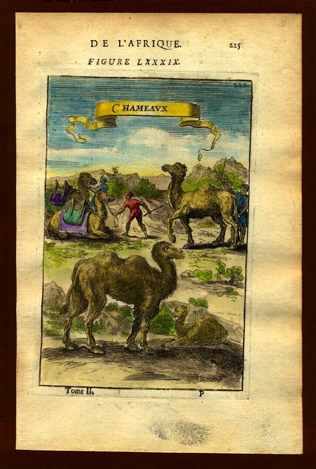 View of camels, 1683