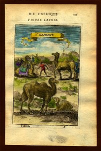 View of camels, 1683. Free illustration for personal and commercial use.