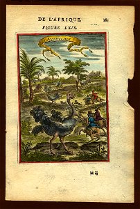 View of ostriches (being hunted), 1683. Free illustration for personal and commercial use.