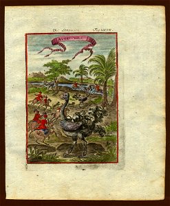 View of ostriches (being hunted), 1719. Free illustration for personal and commercial use.