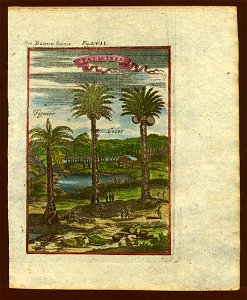 View of palm trees, 1719. Free illustration for personal and commercial use.