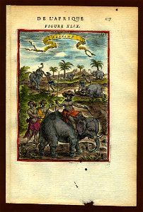 View of elephants (African), 1683. Free illustration for personal and commercial use.