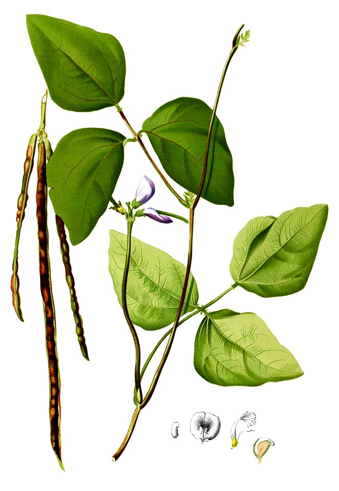 Vigna unguiculata Blanco2.285-cropped - Free Stock Illustrations ...