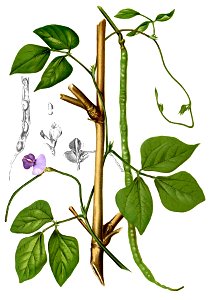 Vigna unguiculata Blanco2.286-cropped