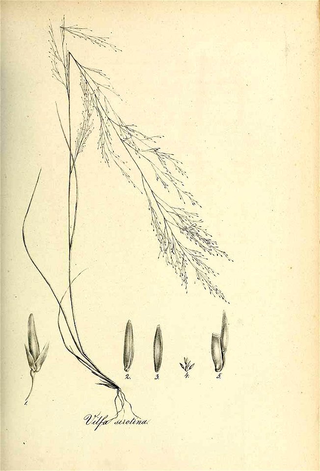 Vilfa serotina - Species graminum - Volume 3