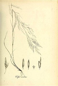 Vilfa serotina - Species graminum - Volume 3
