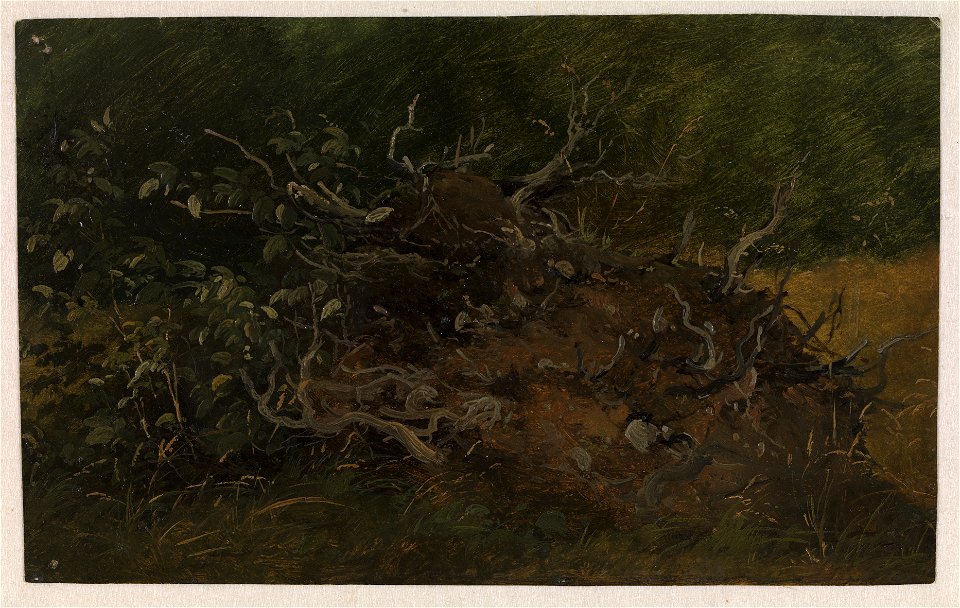 Vilhelm Petersen - Study of a Tree Stump - KMS7554 - Statens Museum for Kunst