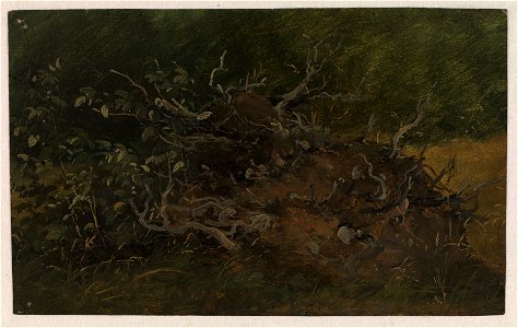 Vilhelm Petersen - Study of a Tree Stump - KMS7554 - Statens Museum for Kunst