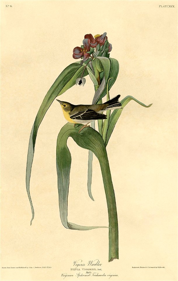 Vigor's Warbler (Audubon)