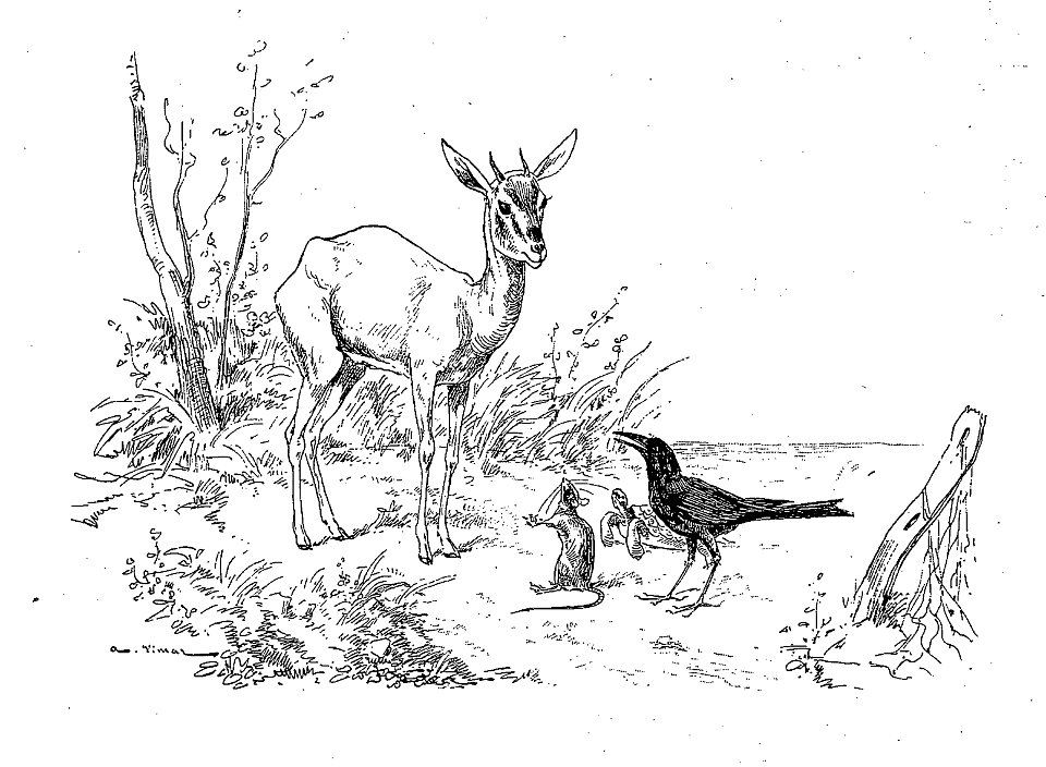 Vimar - Fables de La Fontaine - 12-14. Le Corbeau, la Gazelle, la Tortue et le Rat
