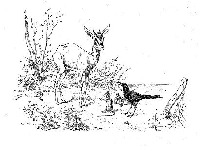 Vimar - Fables de La Fontaine - 12-14. Le Corbeau, la Gazelle, la Tortue et le Rat
