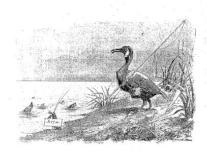 Vimar - Fables de La Fontaine - 10-04. Les Poissons et le Cormoran