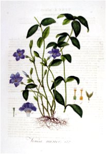 Vinca minor — Flora Batava — Volume v6