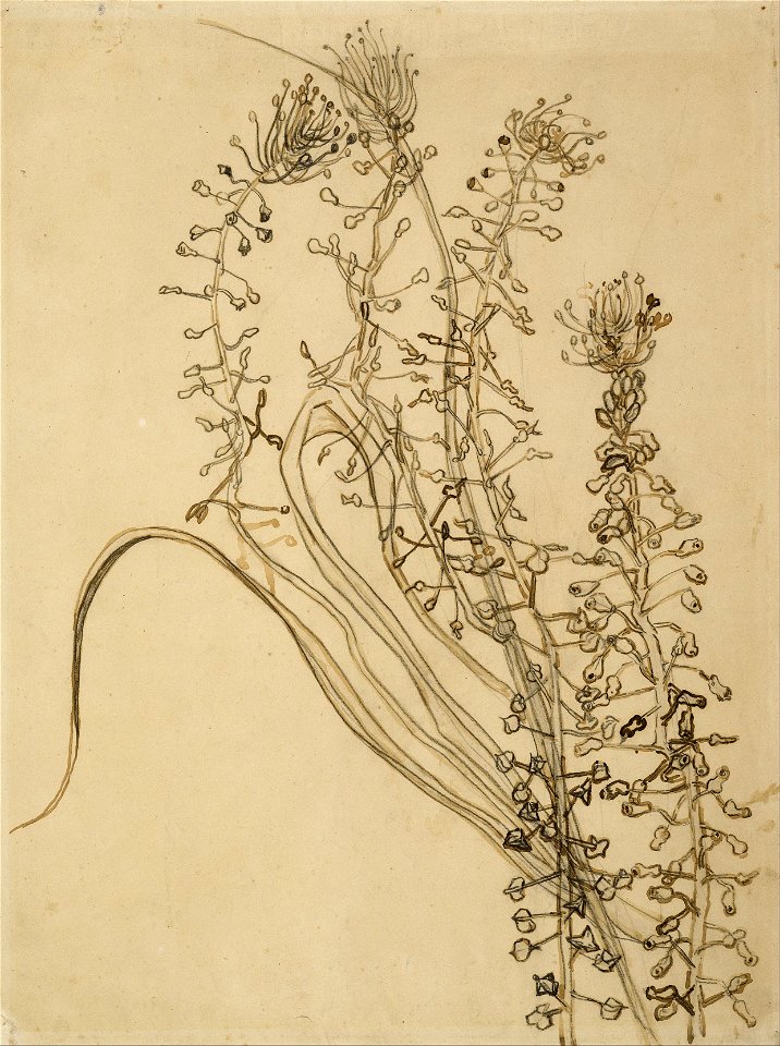 Vincent van Gogh - Tassel hyancinth - Google Art Project