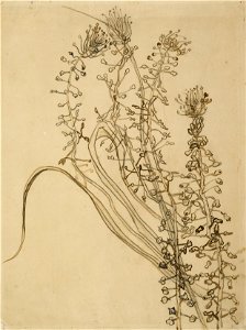 Vincent van Gogh - Tassel hyancinth - Google Art Project