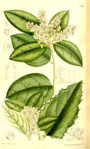 Villaresia mucronata 137-8376