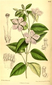 Vinca difformis 139-8506