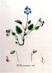 Viola canina — Flora Batava — Volume v11