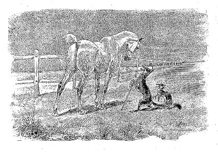 Vimar - Fables de La Fontaine - 12-16. Le Renard, le Loup et le Cheval