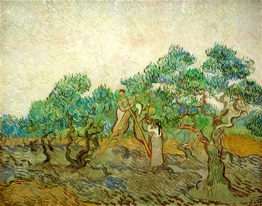 Vincent van Gogh - De Olive Boomgaard