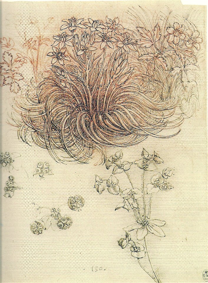 Vinci, Leonardo Da - Ornithogalum (Star of Bethlehem)