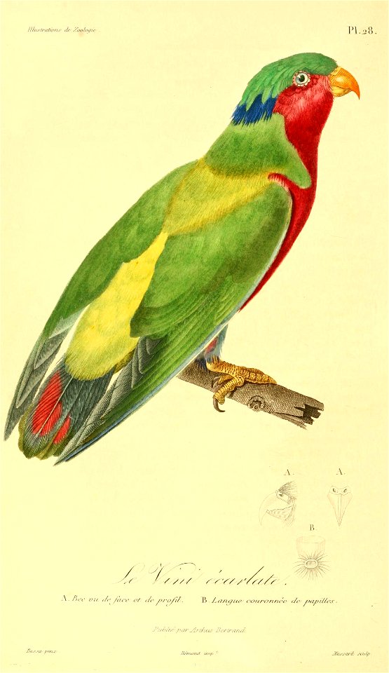 Vini kuhlii 1831