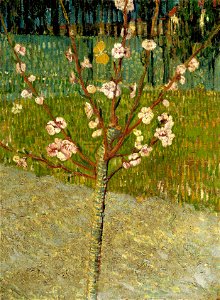 Vincent van Gogh - Almond tree in blossom - Google Art Project