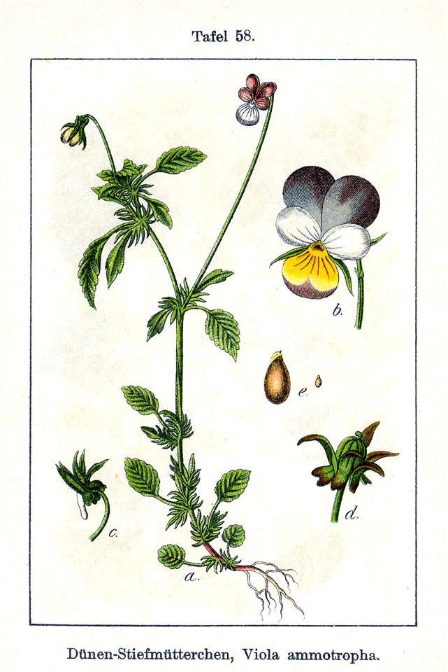 Viola tricolor ammotropha Sturm58