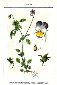 Viola tricolor ammotropha Sturm58
