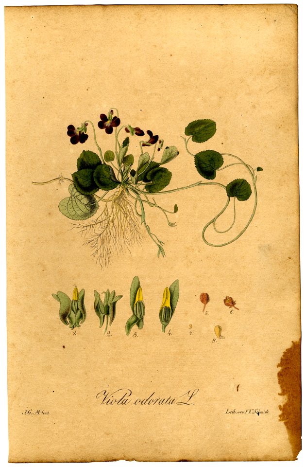 Viola odorata Mann
