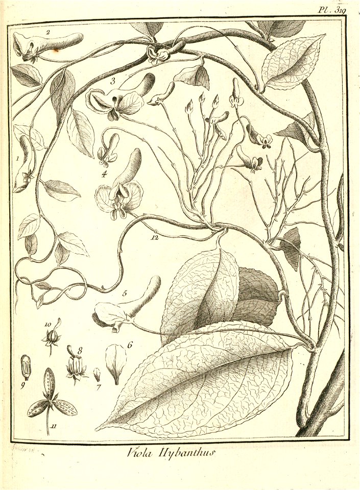 Viola hybanthus Aublet 1775 pl 319
