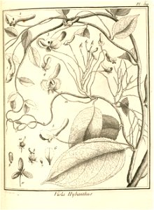 Viola hybanthus Aublet 1775 pl 319
