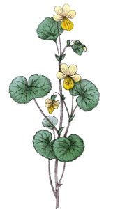 Viola biflora ag1. Free illustration for personal and commercial use.