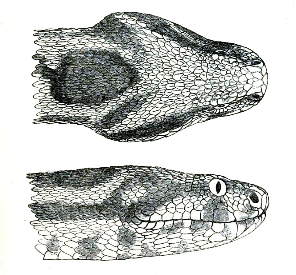 ViperaConfluentaPZSL1863