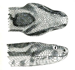 ViperaConfluentaPZSL1863