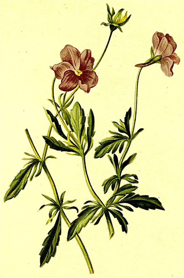 Viola heterophylla Atlas Alpenflora