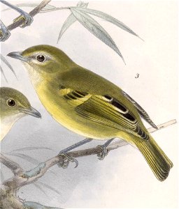 Vireo carmioli 1902. Free illustration for personal and commercial use.