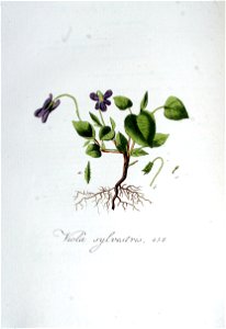 Viola sylvestris — Flora Batava — Volume v6